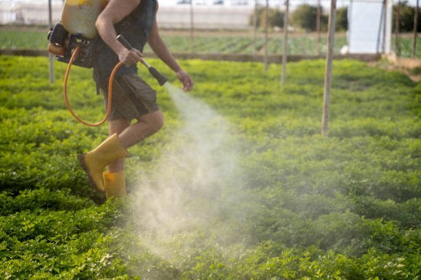 Best Best Pest Control Companies  in Hardeeville, SC