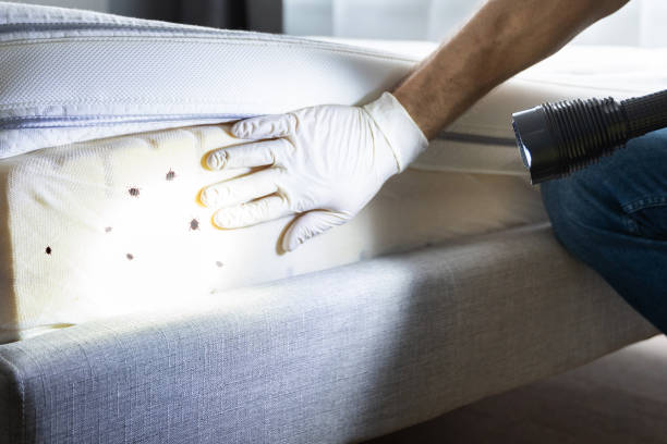 Best Cockroach Control Services  in Hardeeville, SC