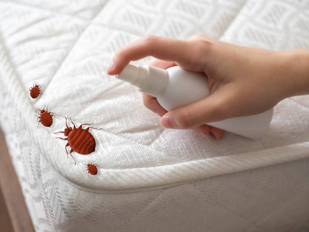 Best Affordable Pest Control Services  in Hardeeville, SC