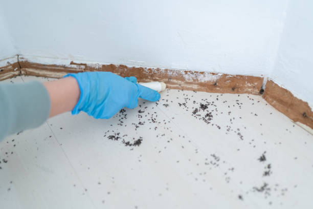 Reliable Hardeeville, SC Pest Control Solutions
